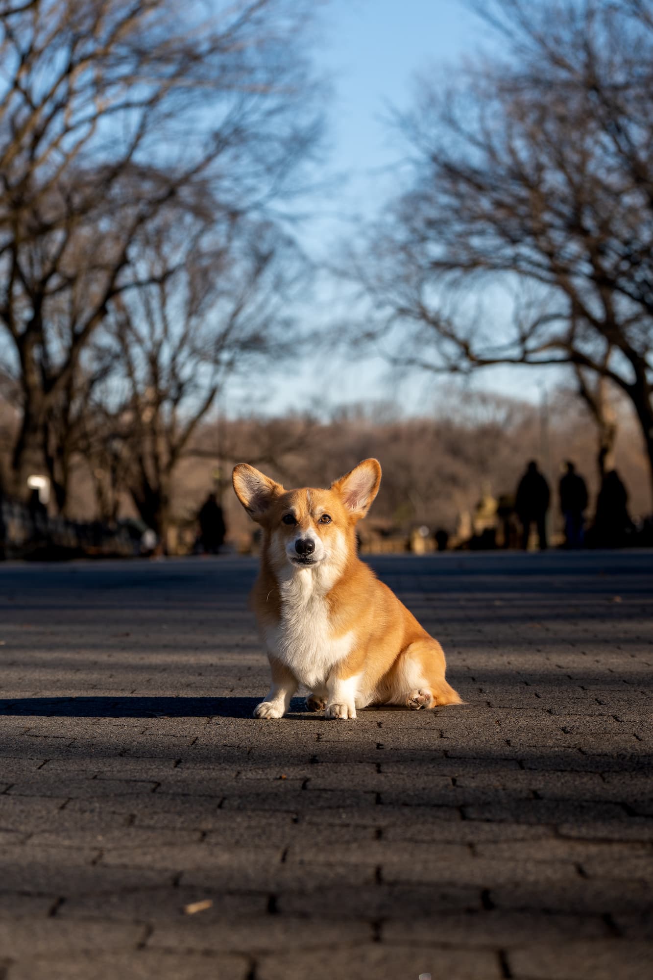 Sabrina Satti Dog Photgraphy - photo of Dash the Corgi in Central Park, New York